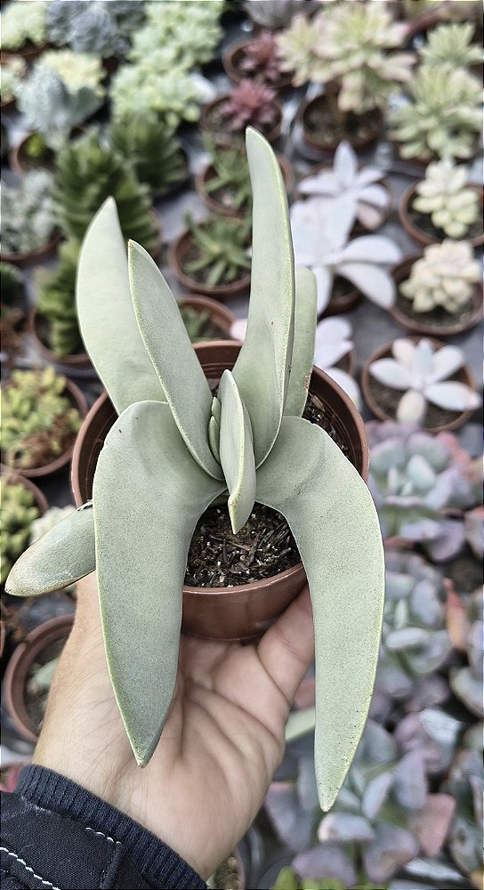 CRASSULA. FALCATA PERFOLIATA POTE 9