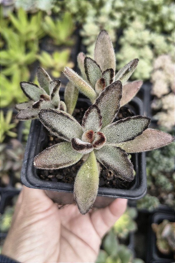 K. TOMENTOSA CHOCOLATE SOLDIER POTE 7