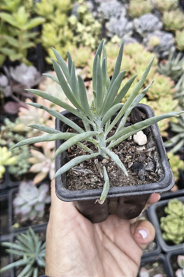 SENECIO AZUL POTE 7