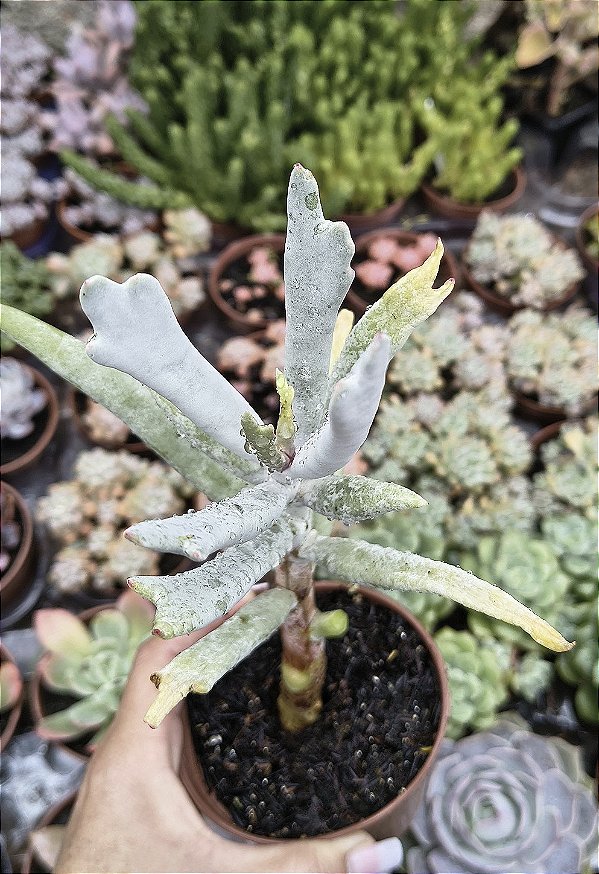 COTYLEDON ORBICULATA ELK HORNS ( CHIFRE DE ALCE) POTE 9