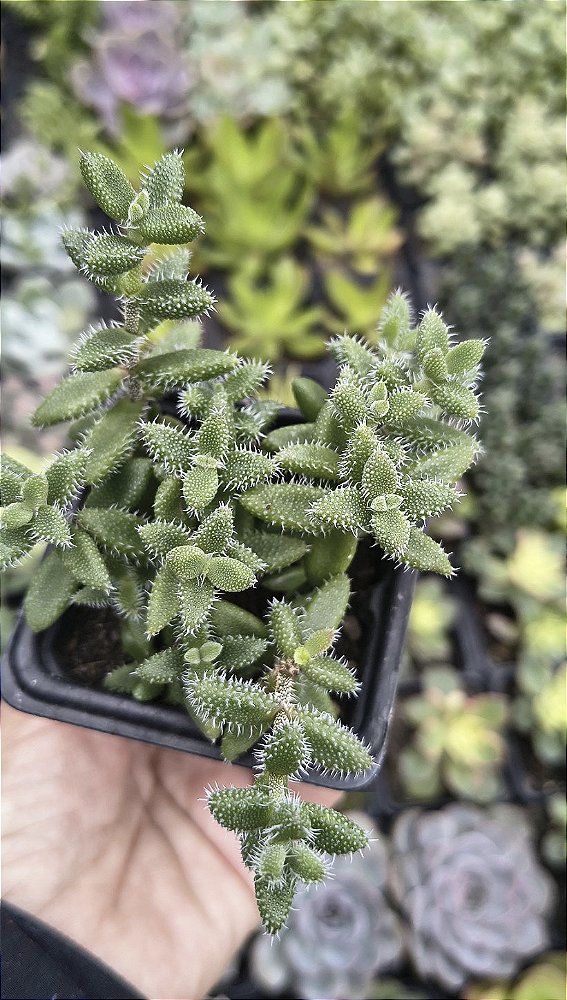 DELOSPERMA ECHINATUM POTE 7