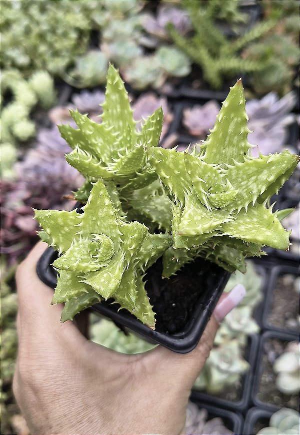 ALOE JUVENA POTE 7