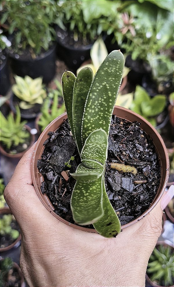 GASTERIA GRACILIS POTE 9