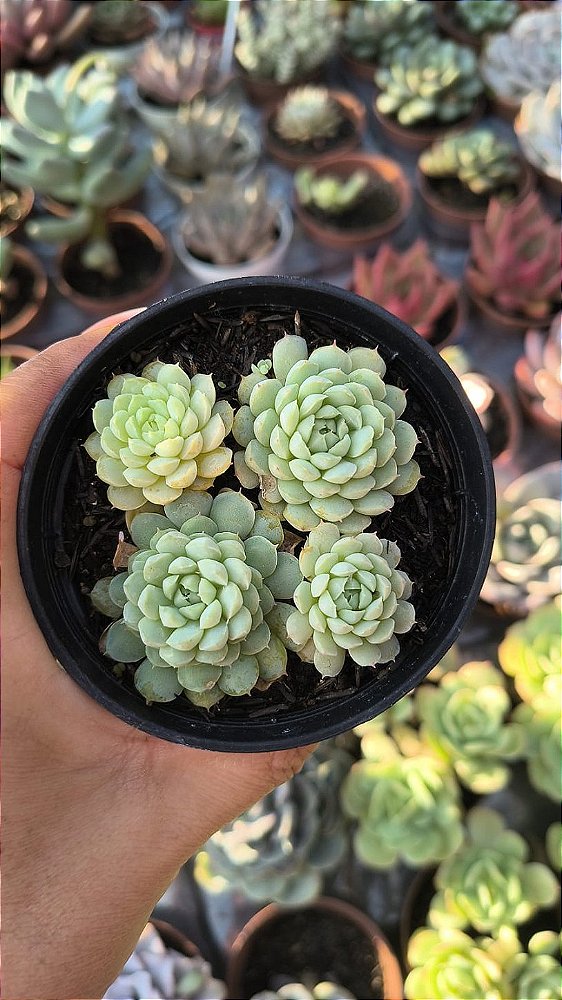 E.BUTERBALL POTE 9