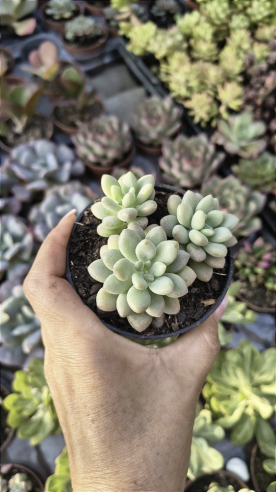 E. ROCOCÓ POTE 9