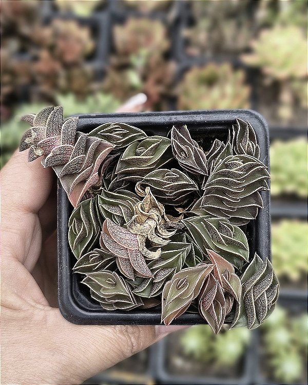 TRADESCANTIA NAVICULARIS POTE 7