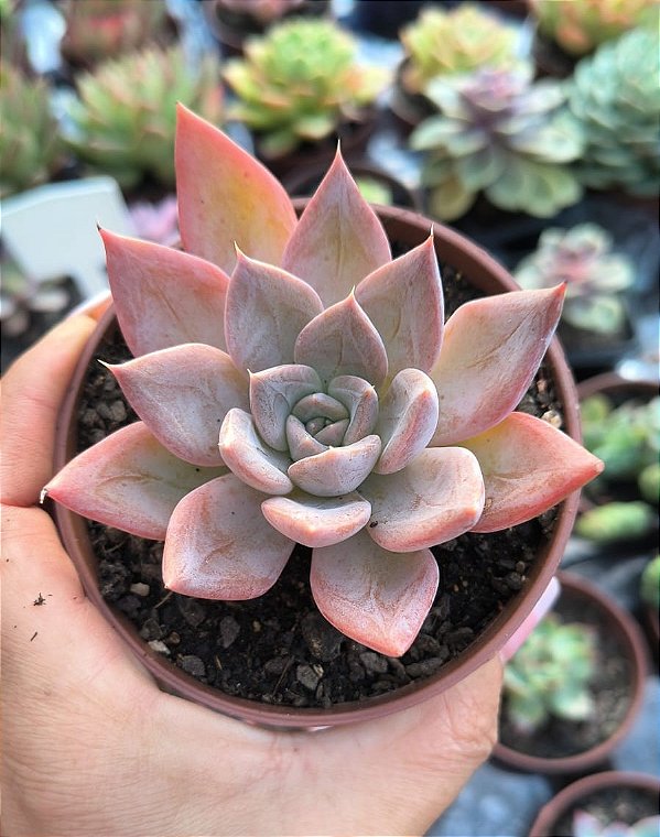 E. SILVER QUEEN POTE 9