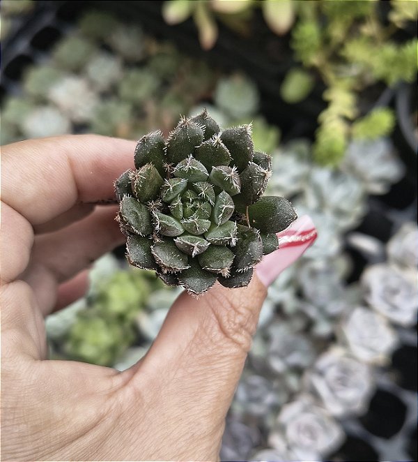 E.SCORPION PLUG