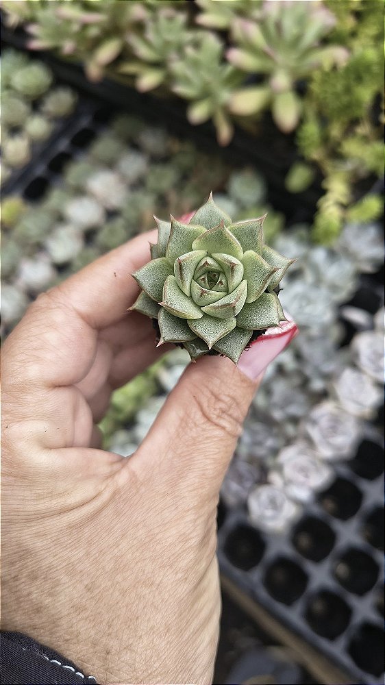 E. FABÍOLA PLUG
