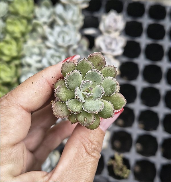 E. PAULA PLUG