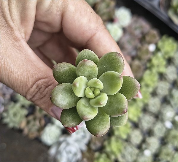 SEDUM SHANGRILÁ PLUG