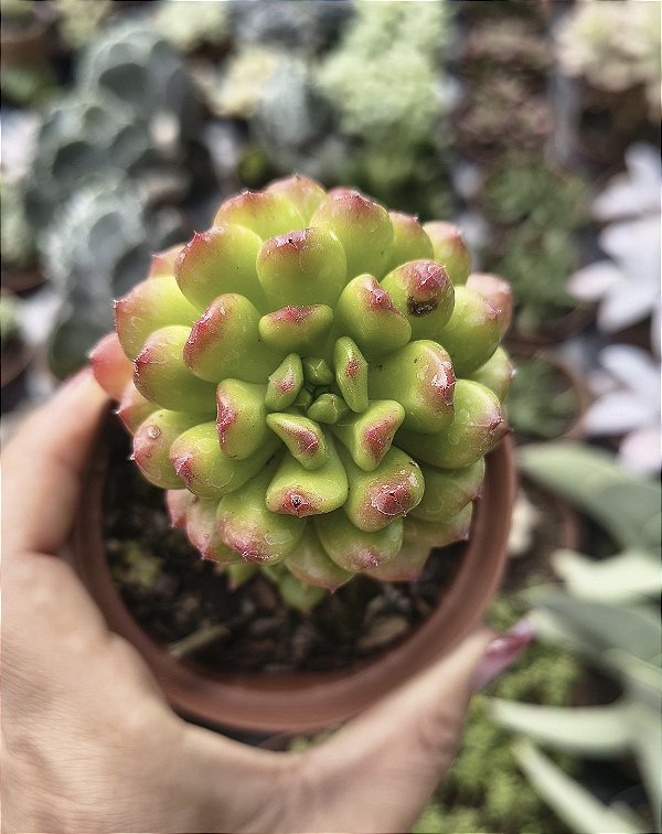 E. RED LANTERN POTE 9