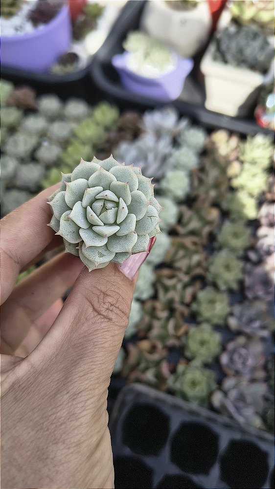 E. Derenbergii plug
