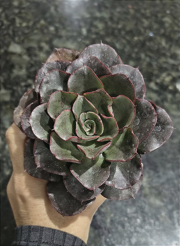 E. MORANI POTE 9