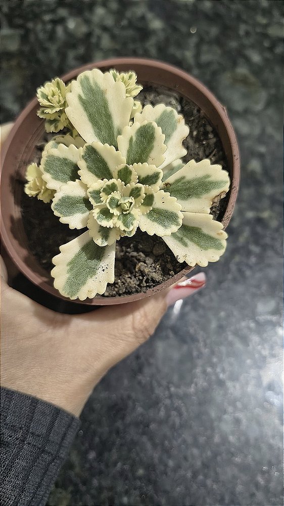 SEDUM ATLANTIS VARIEGATA POTE 9