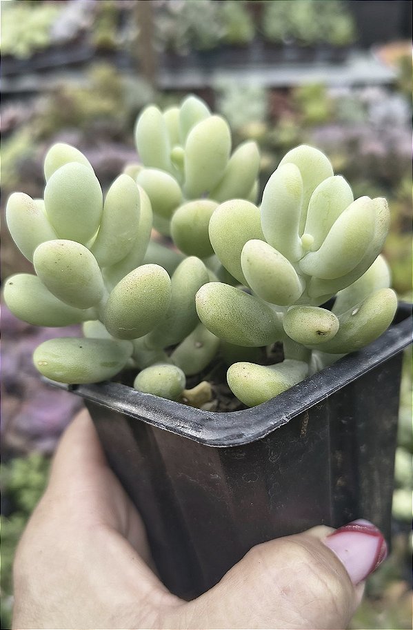 SEDUM ALLANTÓIDES POTE 7