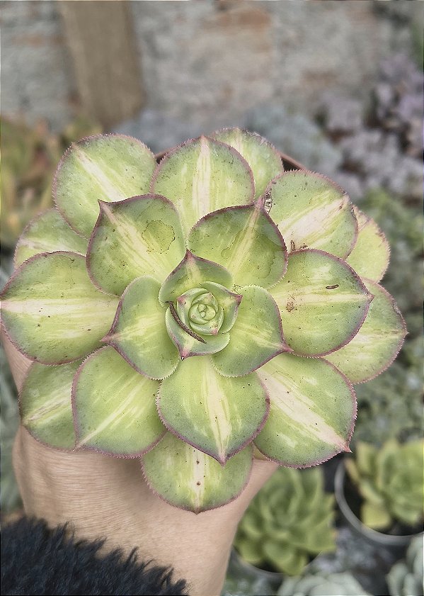 AEONIUM LEMON LIME VARIEGATA POTE 9