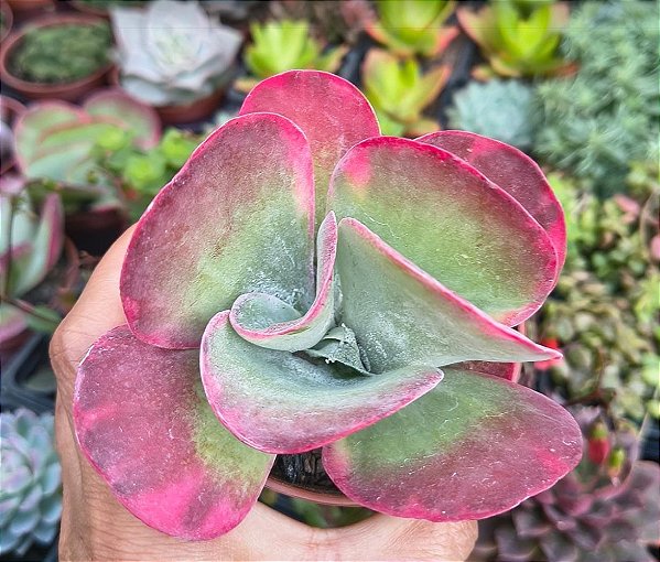 KALANCHOE FANTASTIC POTE 9