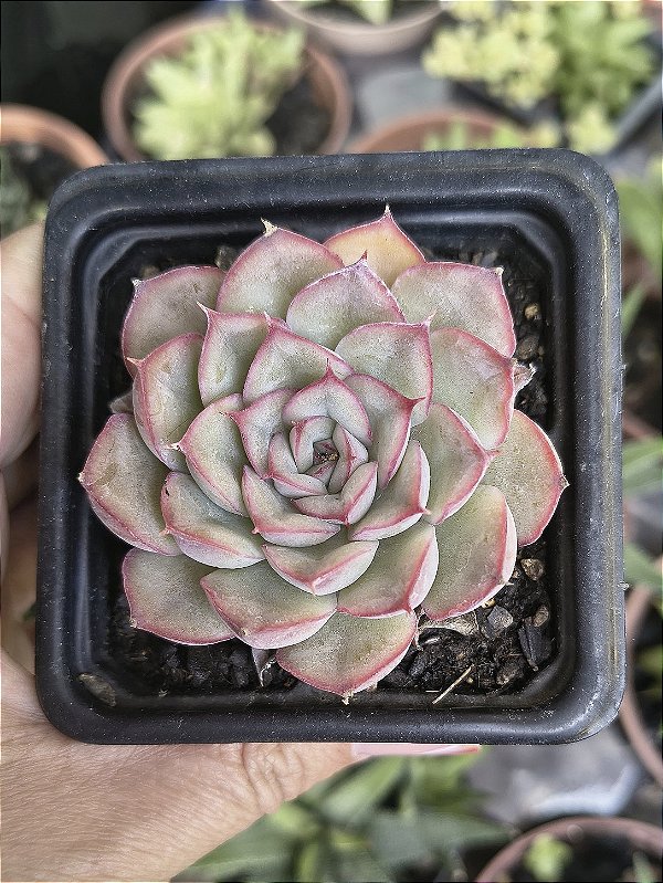 E. HÉRCULES POTE 7
