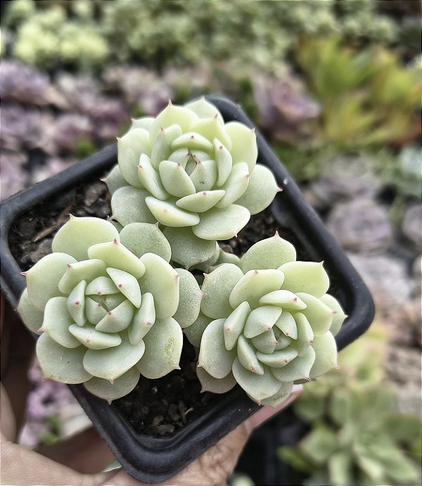 E. DERENBERGII POTE 7