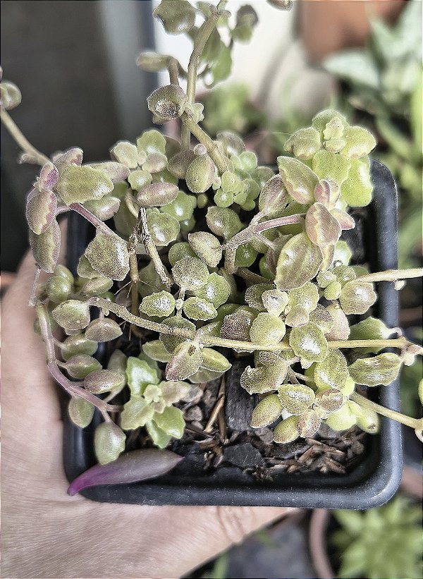 PLECTRANTUS PROSTATUS POTE 7