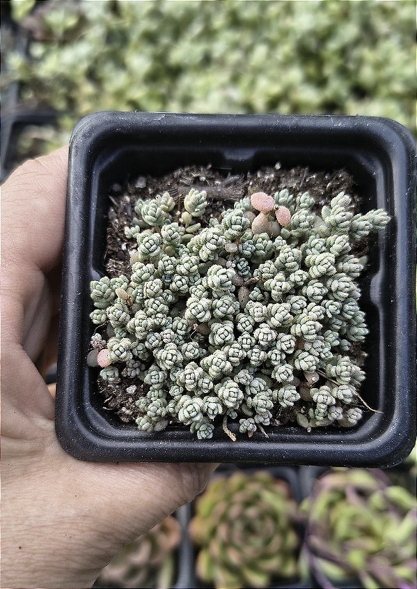 DASYPHYLLUM MINORE POTE 7