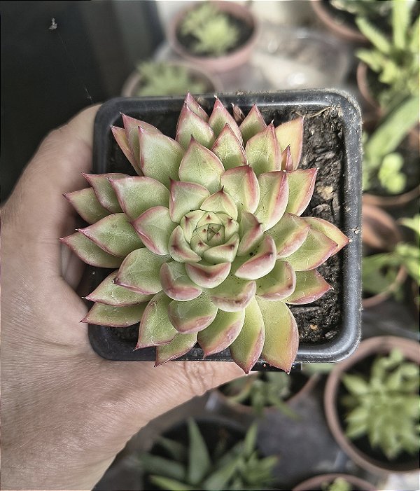 E. MEBINA POTE 7