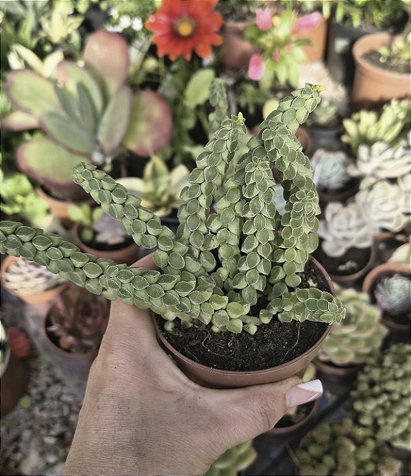 PEPEROMIA COLUMELLA POTE 9