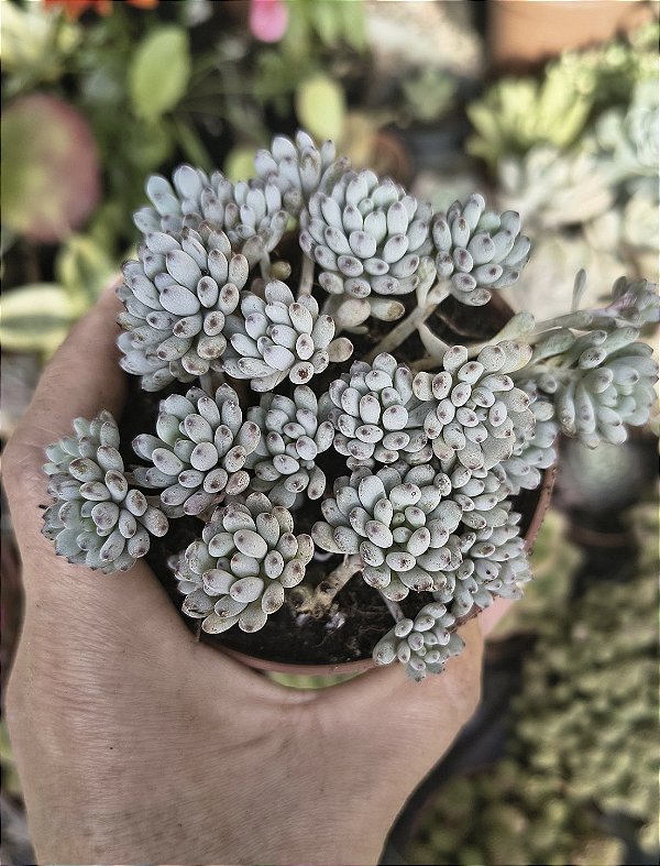 GRAP. PACHYPHYLLUM BLUE BEAN POTE