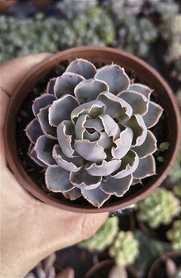 ALCACHOFRA SHAVIANA POTE 9