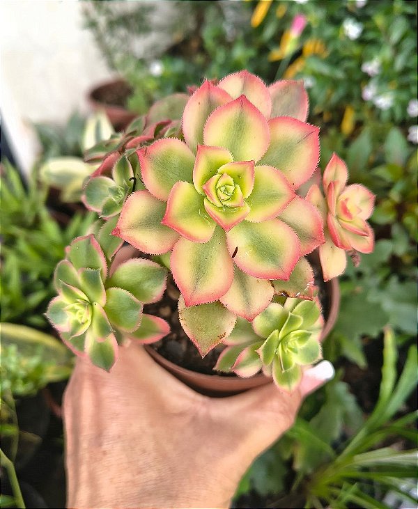 AEONIUM KIWI POTE 9