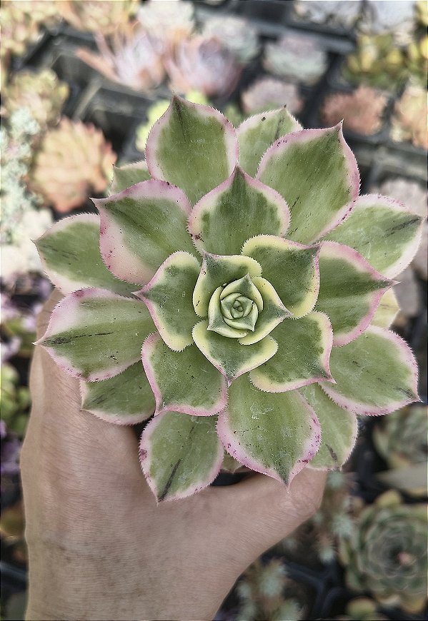 AEONIUM SUNBURST POTE 9