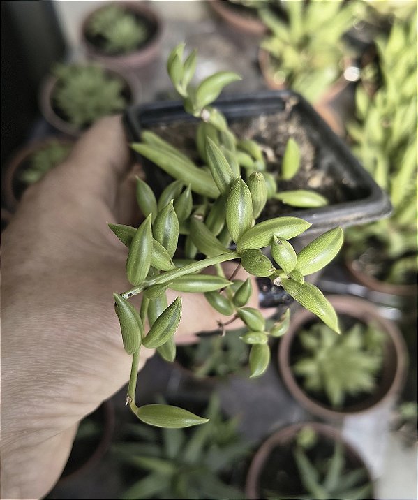 SENECIO RADICANS POTE 7