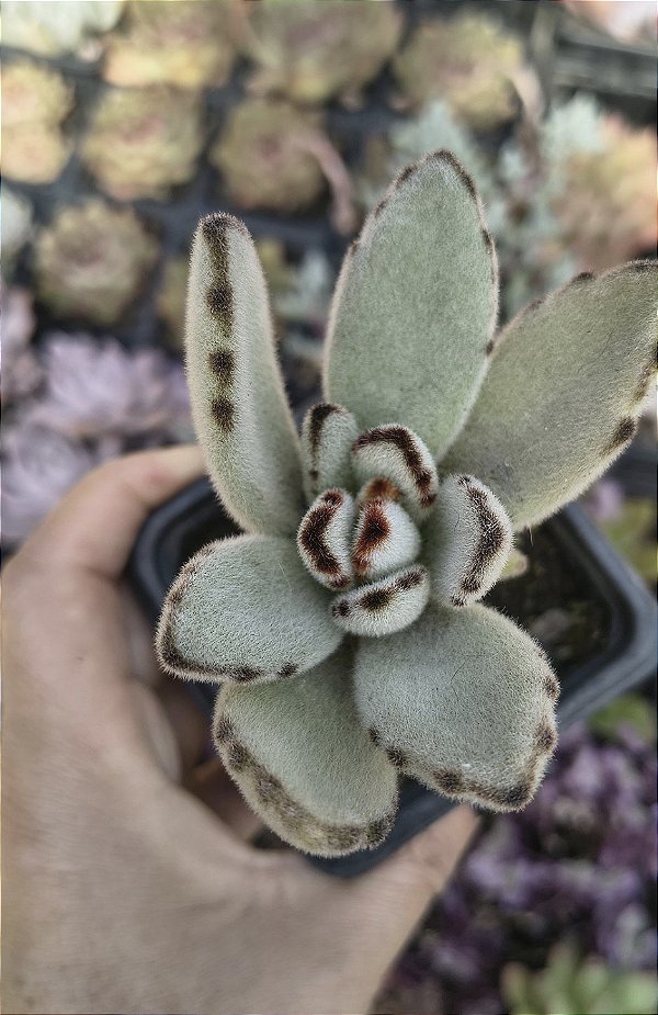 KALANCHOE TOMENTOSA POTE 7