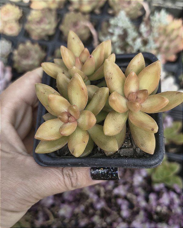SEDUM NUSSBAUMERIANUM POTE 7