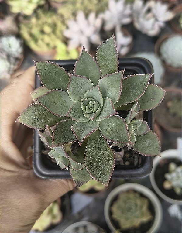 AEONIUM HAWORTII POTE 7