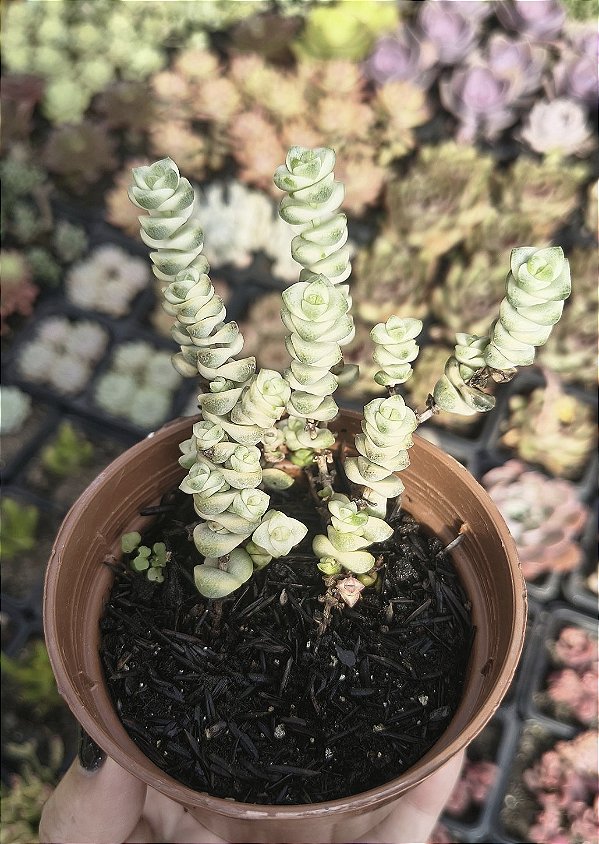 CRASSULA MARNERIANA VARIEGATA POTE 9