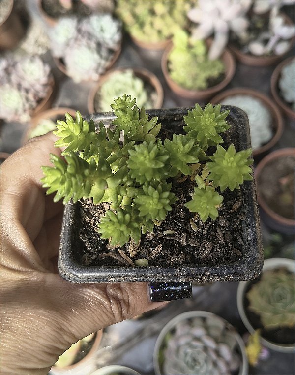 SEDUM GOLDMANII POTE 7