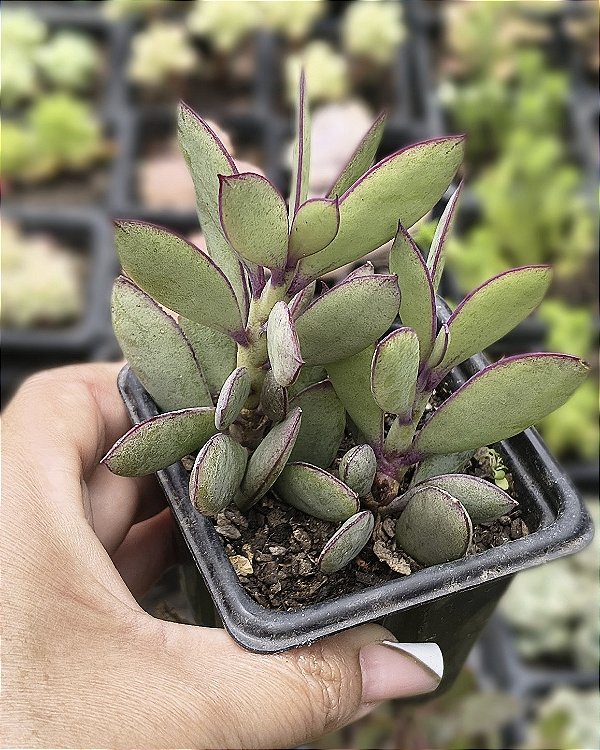SEDUM CRASSISSIMOS POTE 7