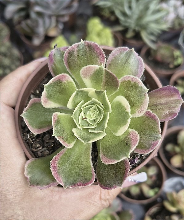 AEONIUM WHITE PHOENIX POTE 9