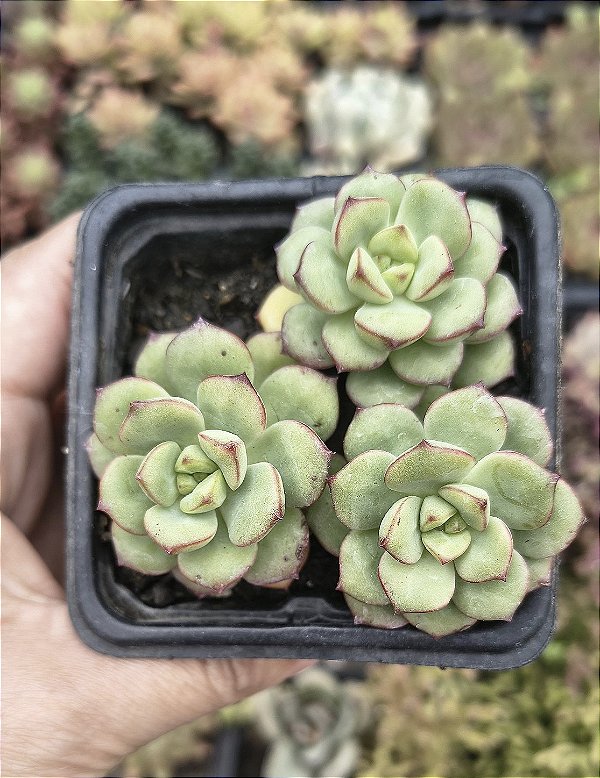 E.TENCHO ÁGUA BLANCA POTE 7