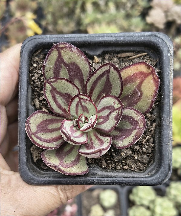E. NODULOSA PAINTED BEAUTY POTE 7