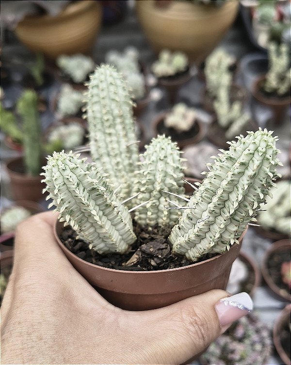 EUPHORBIA MAMMILLARIS VARIEGATA POTE 9