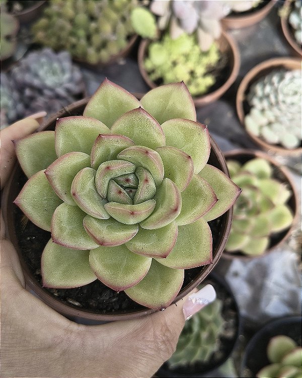 E. GILVA RED POTE 9