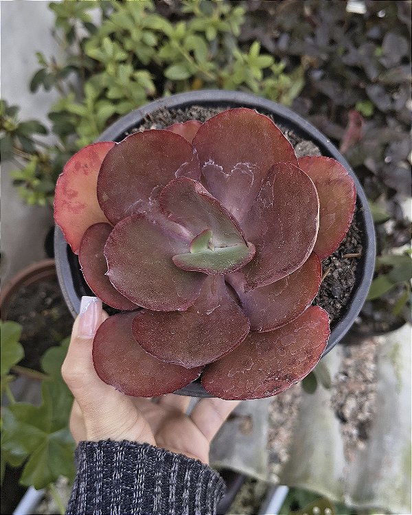 E. CHOCOLATE RUFLES POTE 15