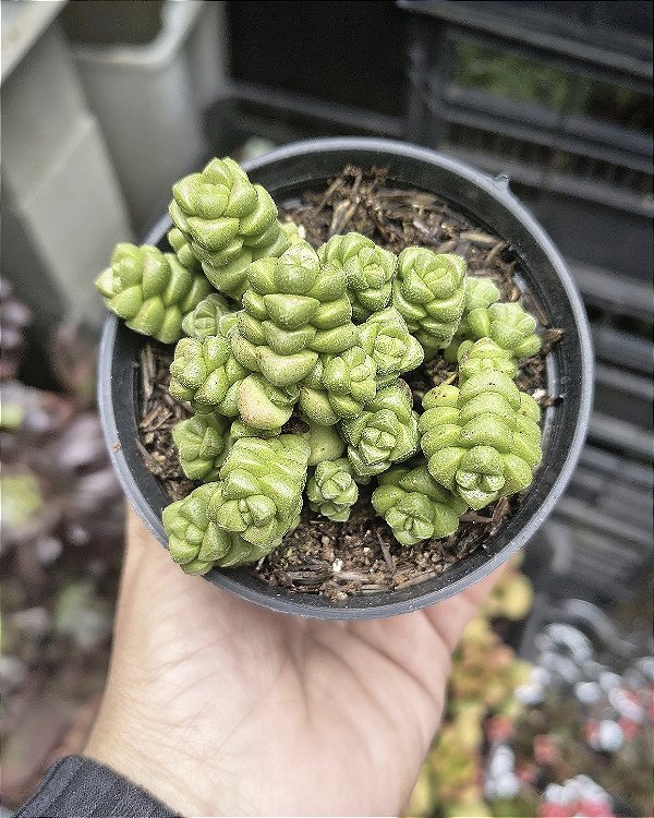 CRASSULA MARCHANDI POTE 9