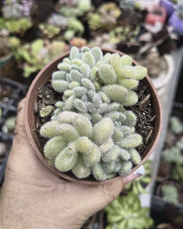SEDUM HINTONINN POTE 9