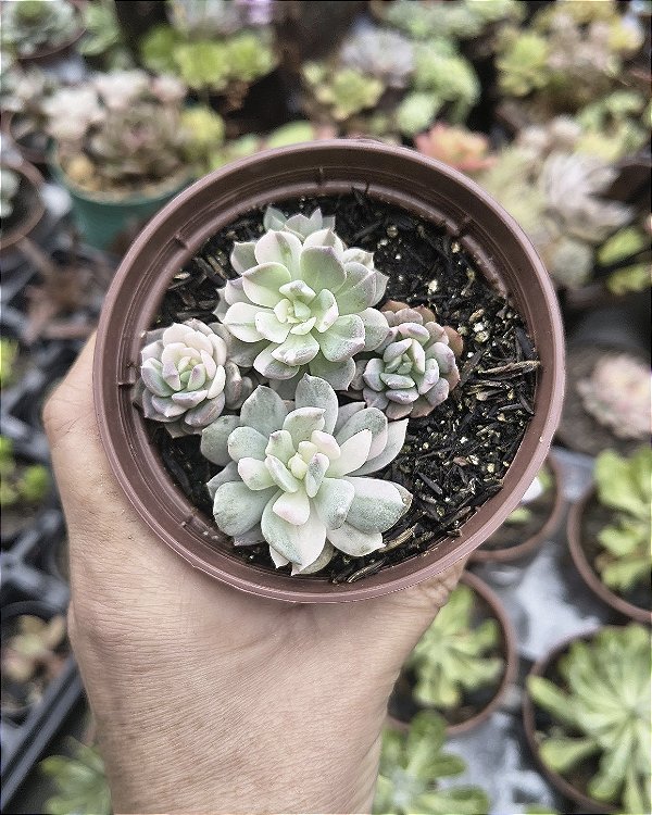 E. SIGRID VARIEGATA POTE 9