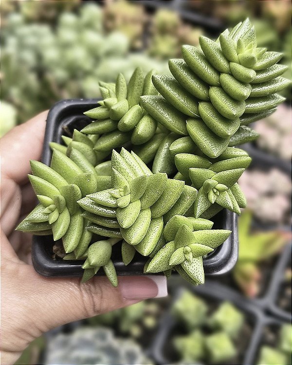 CRASSULA ARGENTINA POTE 7