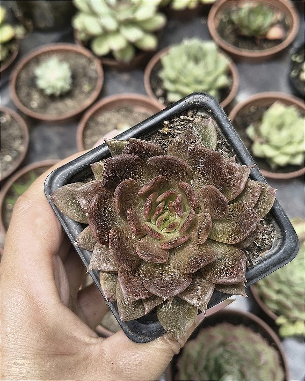 E. BLACK PRINCE POTE 7